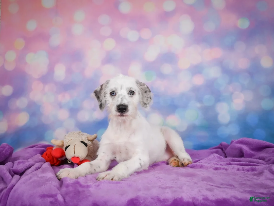 Mixed Breed dogs for sale: Rex - Ad 10