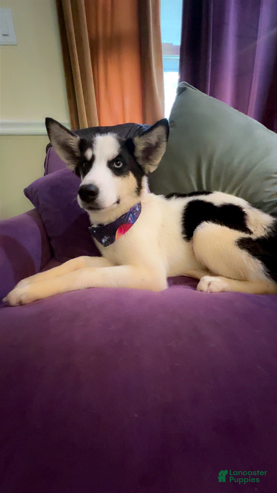 Mixed Breed dogs Moo - Ad 8