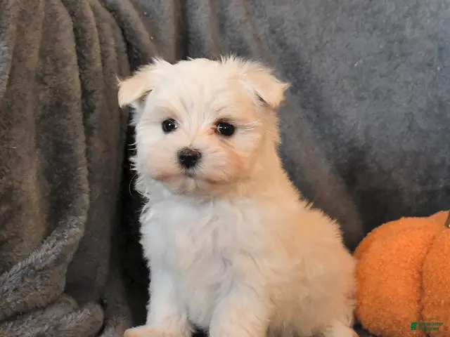 Maltese dogs for sale: Frosty - Ad 2