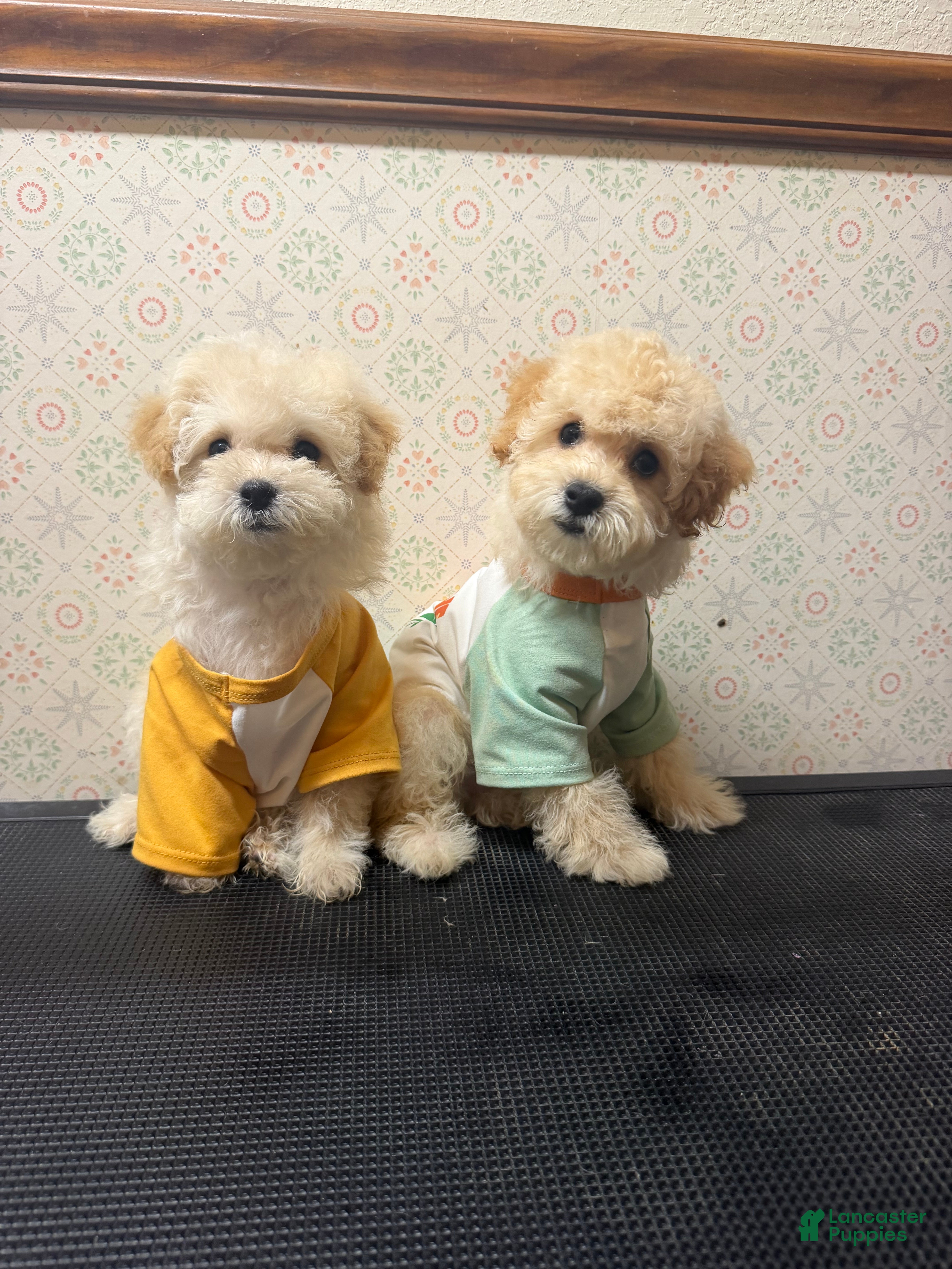 Maltipoo dogs Micky  - Ad 2