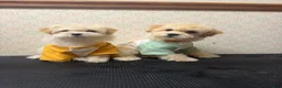 Maltipoo dogs for sale: Micky  - Ad 2