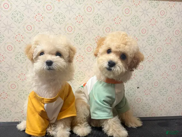 Maltipoo dogs for sale: Micky - Ad 2