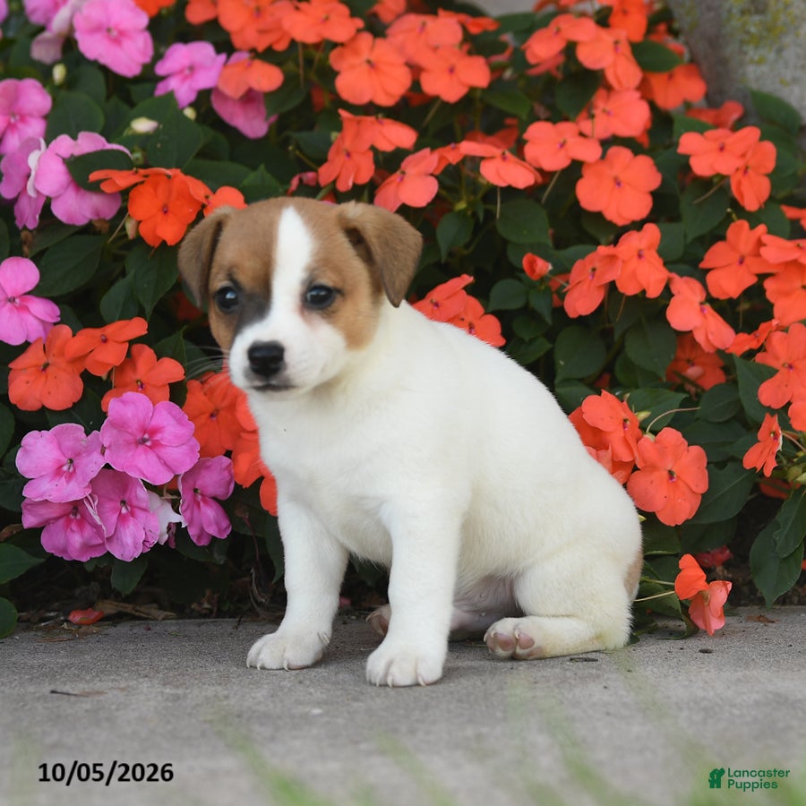 Archer (Jack Russell, Male) in East Earl, PA