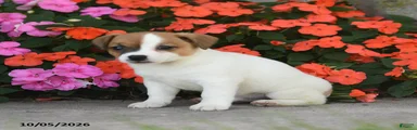 Archer