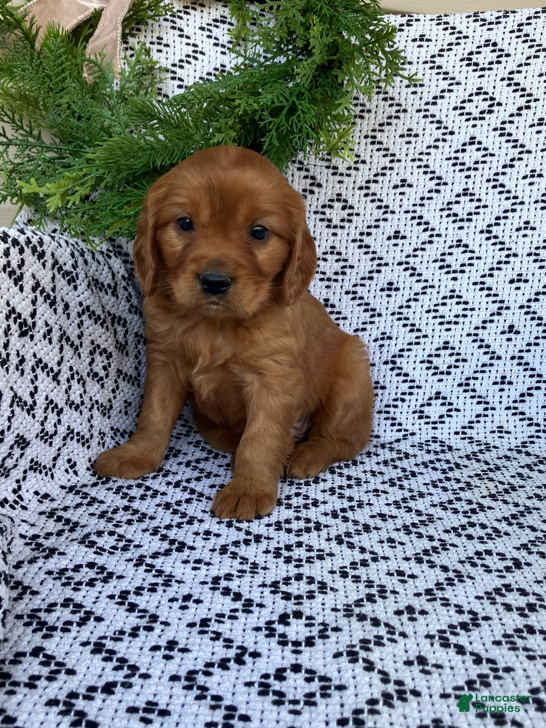 Miniature Golden Retriever dogs for sale: Leo - Ad 1