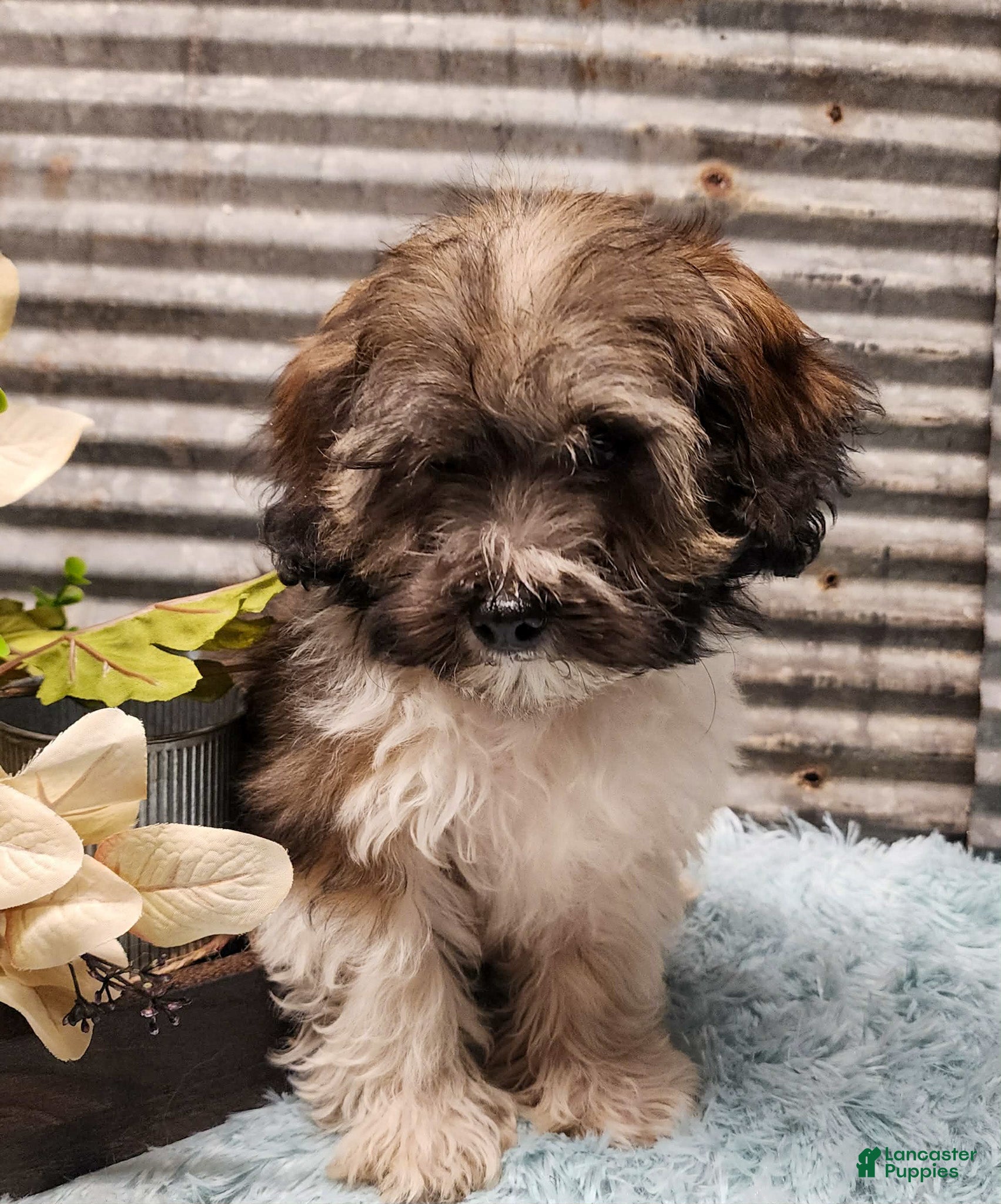 Havapoo dogs Mercer - Ad 2