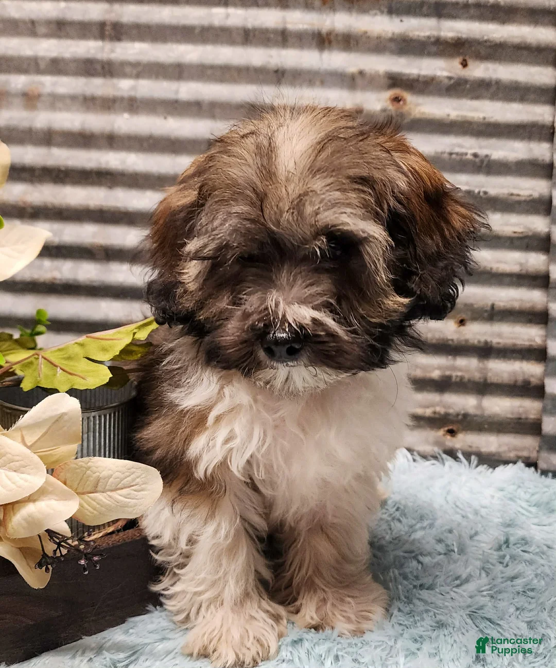 Havapoo dogs for sale: Mercer - Ad 2