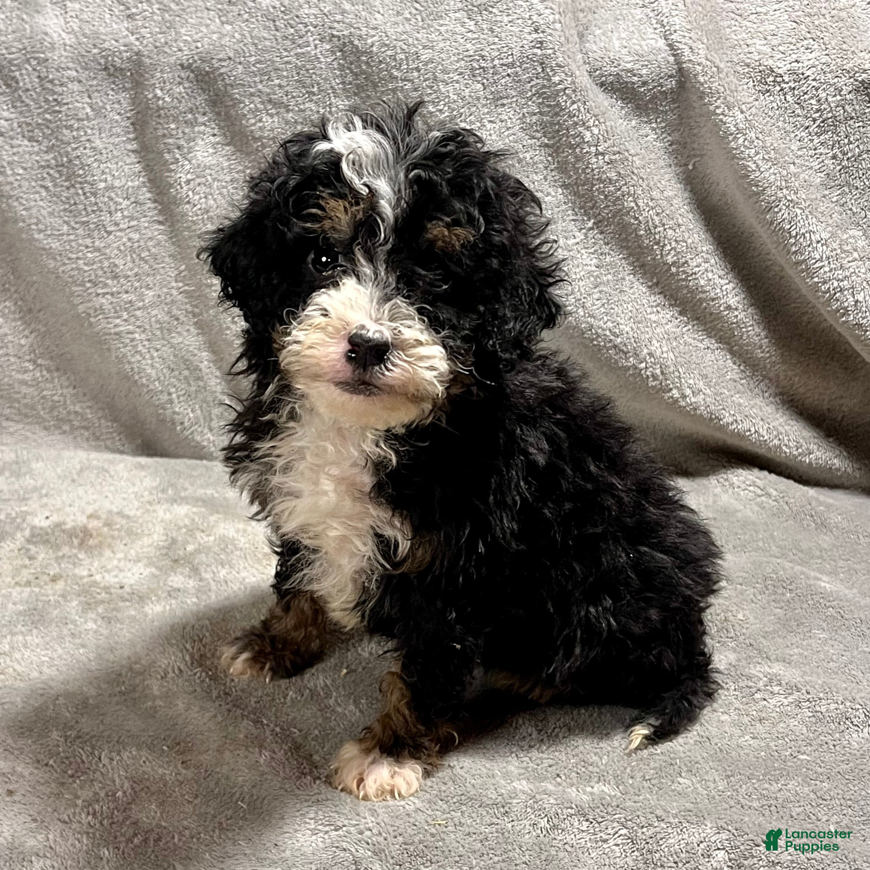 Mini Bernedoodle dogs Otto - Ad 2
