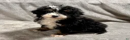 Mini Bernedoodle dogs for sale: Otto - Ad 2