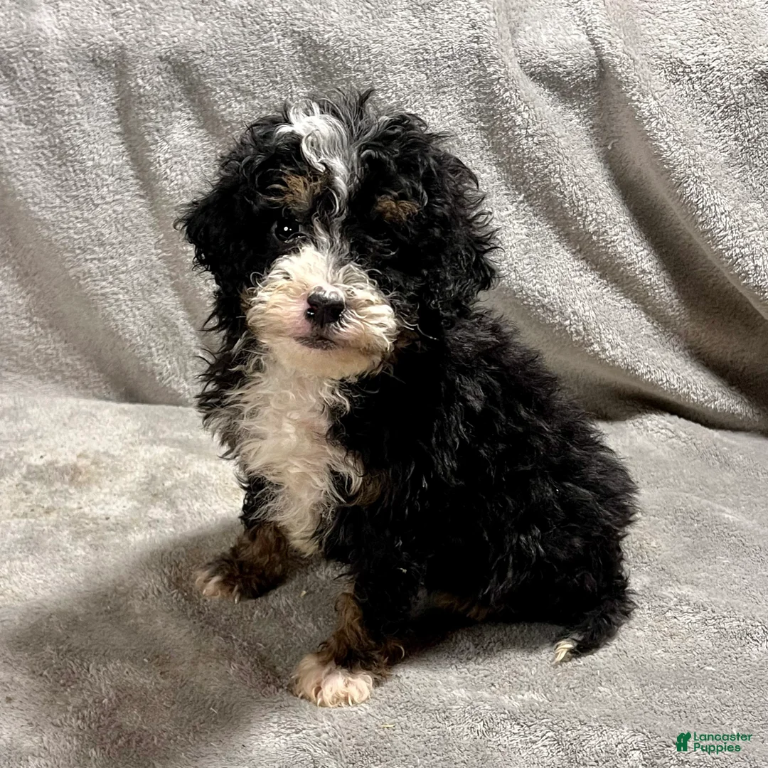 Mini Bernedoodle dogs for sale: Otto - Ad 2