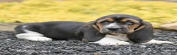 Basset Hound dogs for sale: Lola  - Ad 3