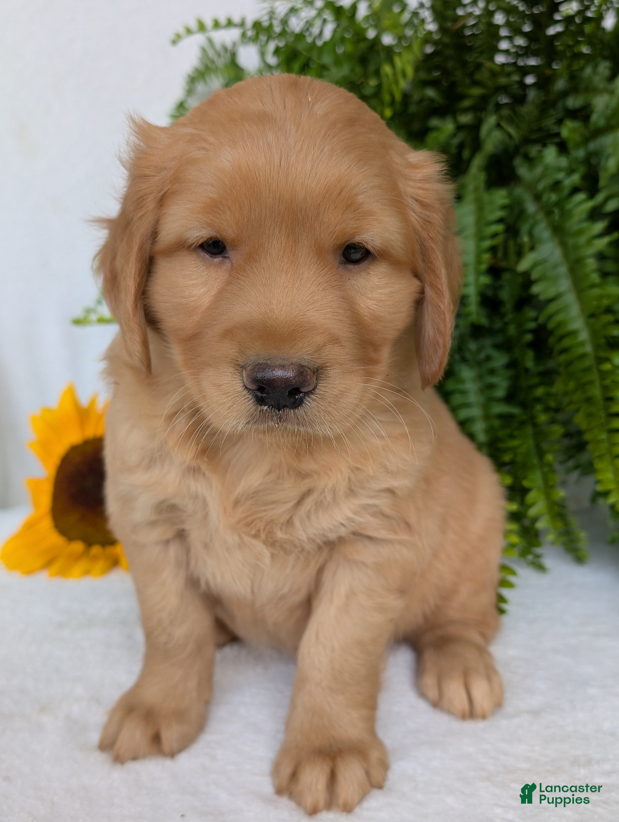 Golden Retriever dogs Parker  - Ad 1