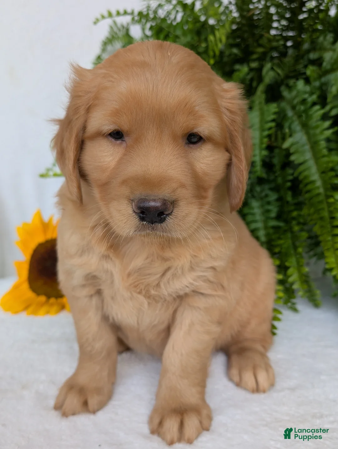 Golden Retriever dogs for sale: Parker  - Ad 1