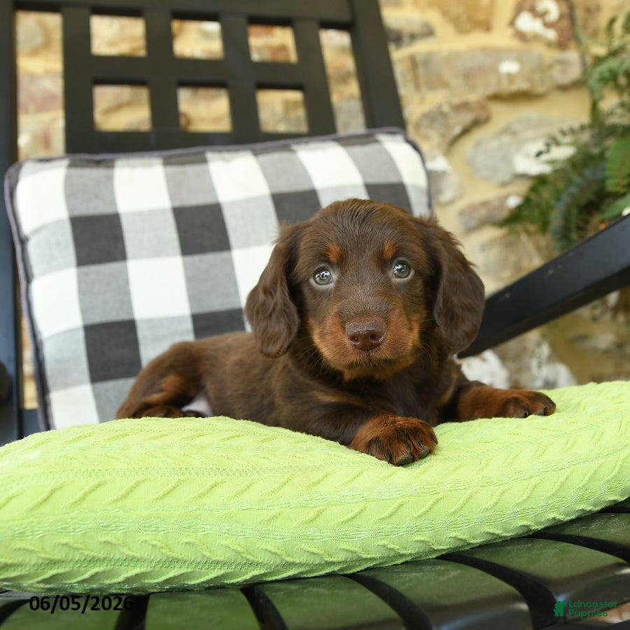 Dachshund dogs Troy - Ad 2