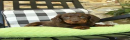 Dachshund dogs for sale: Troy - Ad 2