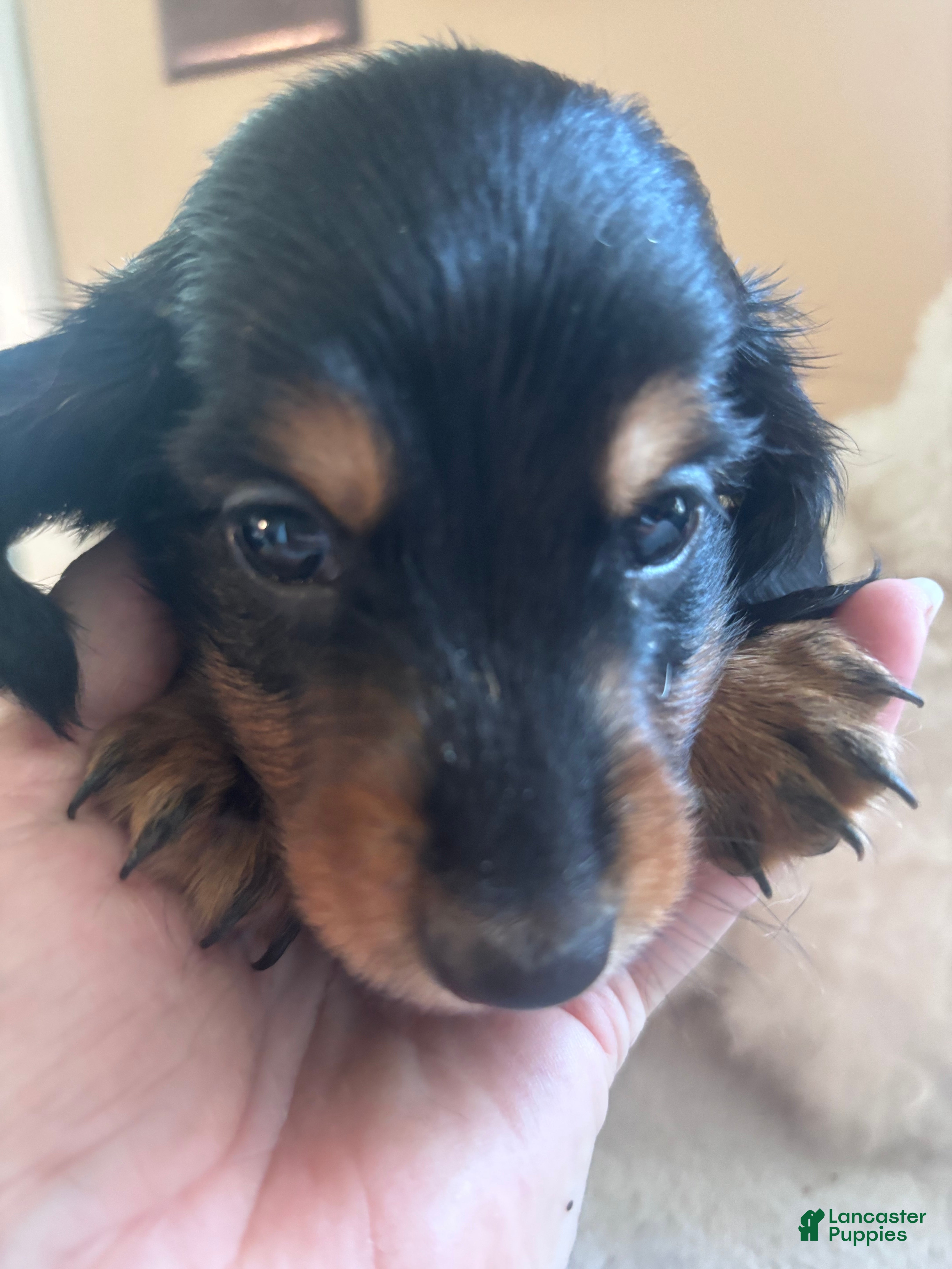 Dachshund dogs Fabio-Long Hair - Ad 1