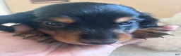 Dachshund dogs for sale: Fabio-Long Hair - Ad 1