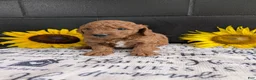 Mini Goldendoodle dogs for sale: Mini-Marko - Ad 10
