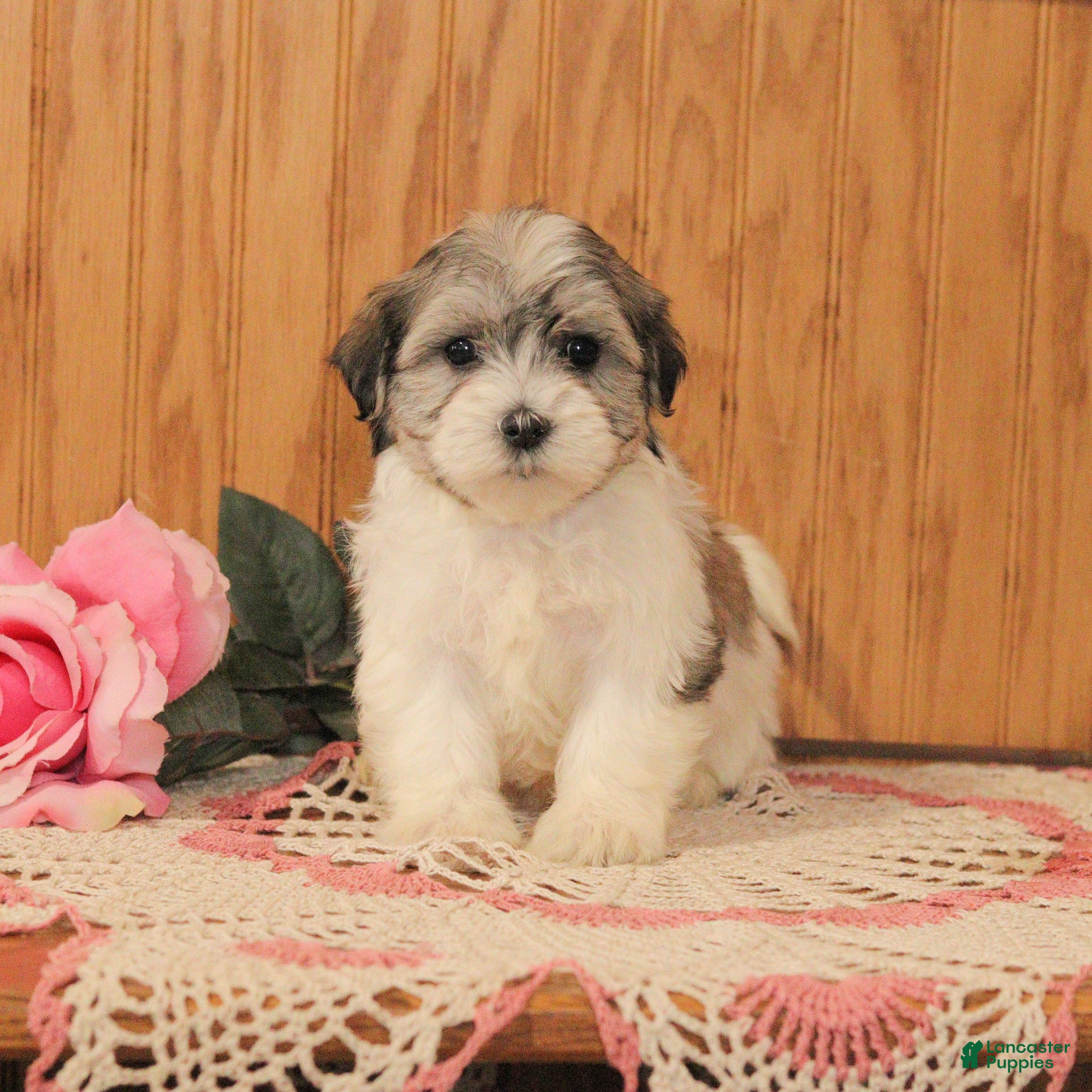 Malshi dogs Jasmine - Ad 8