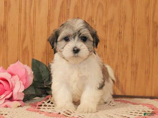 Malshi dogs Jasmine - Ad 2