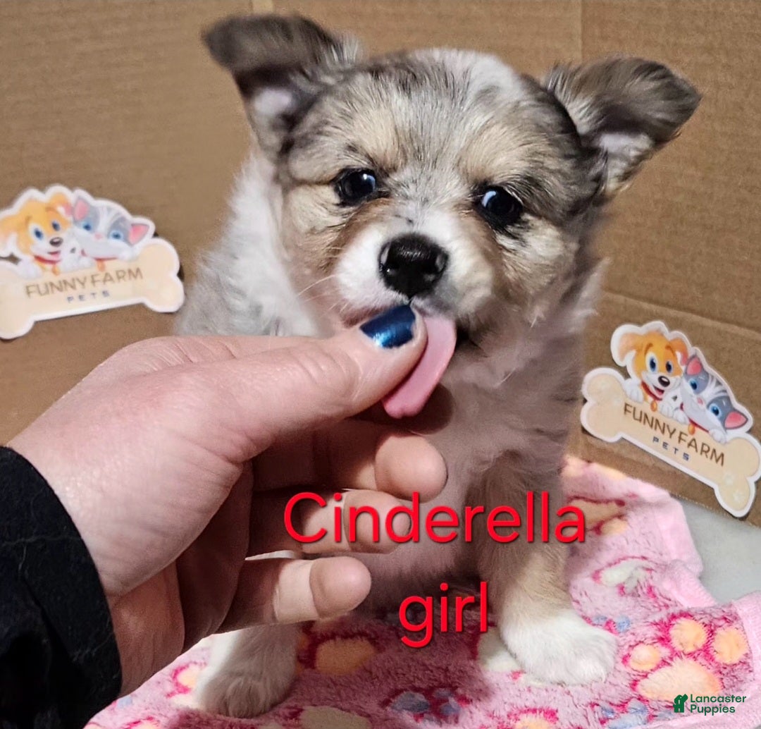 Mixed Breed dogs for sale: Aussiepom pup "Cinderella" - Ad 4