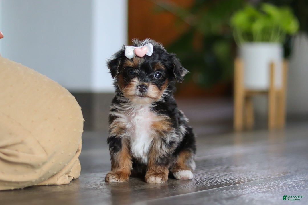 Yorkiepoo dogs for sale: Chanel - Ad 7