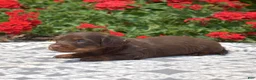 Miniature Dachshund dogs for sale: Fiddle  - Ad 8