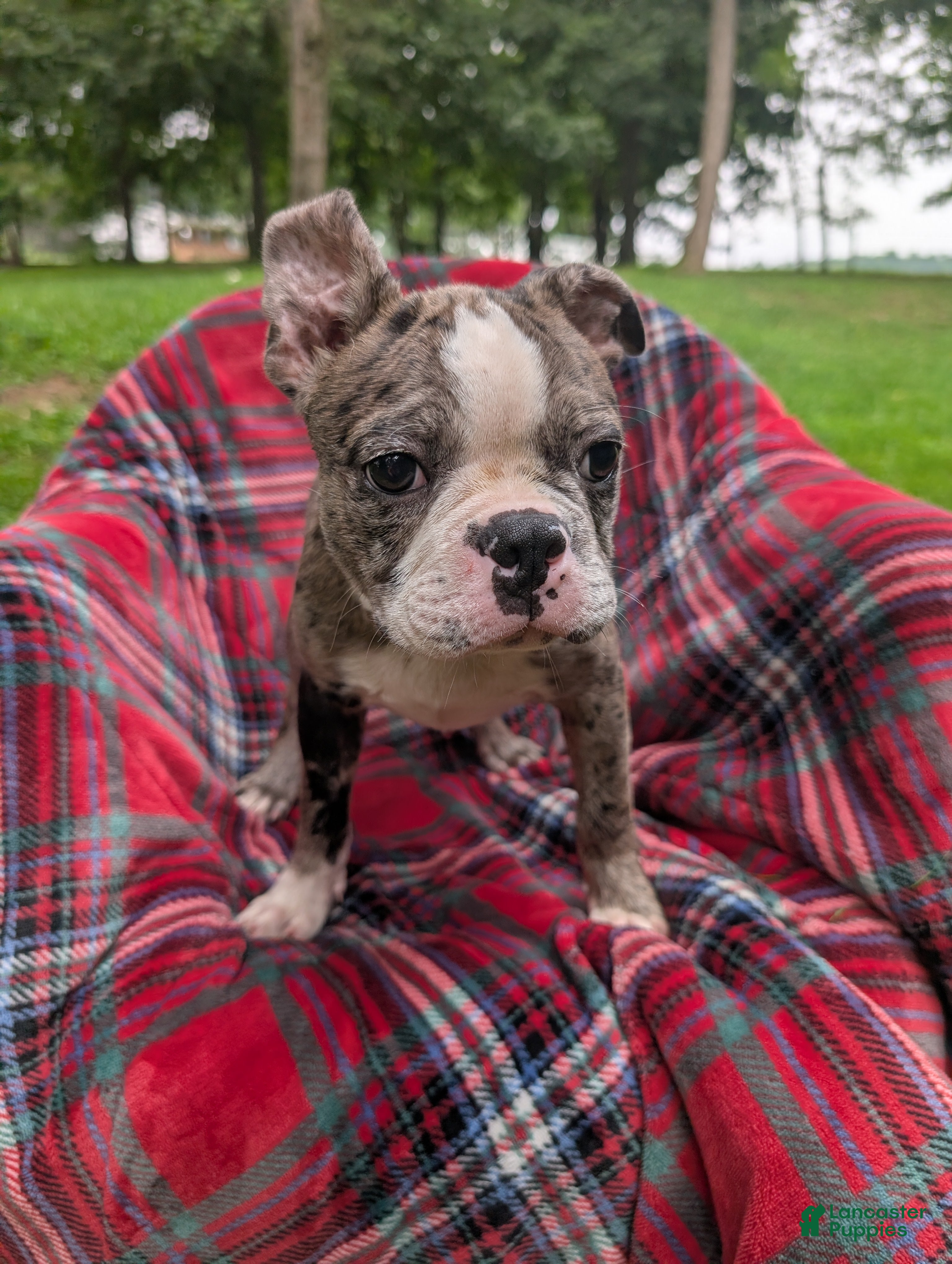 Frenchton dogs Johny - Ad 2