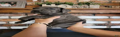 Sol