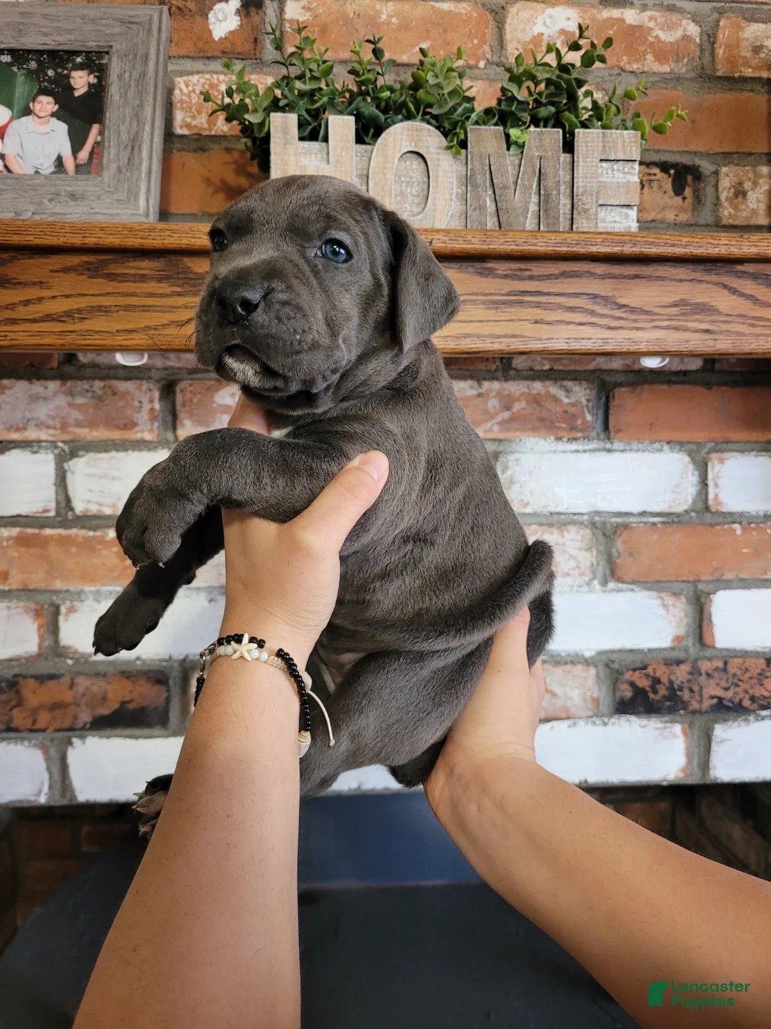 Cane Corso dogs for sale: Sol - Ad 1