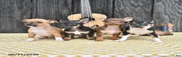 Chihuahua dogs for sale: Jinx - Ad 5