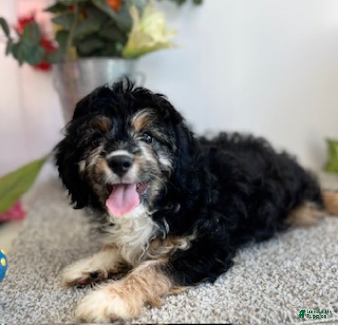 Cavapoo dogs for sale: Alvin - Ad 3