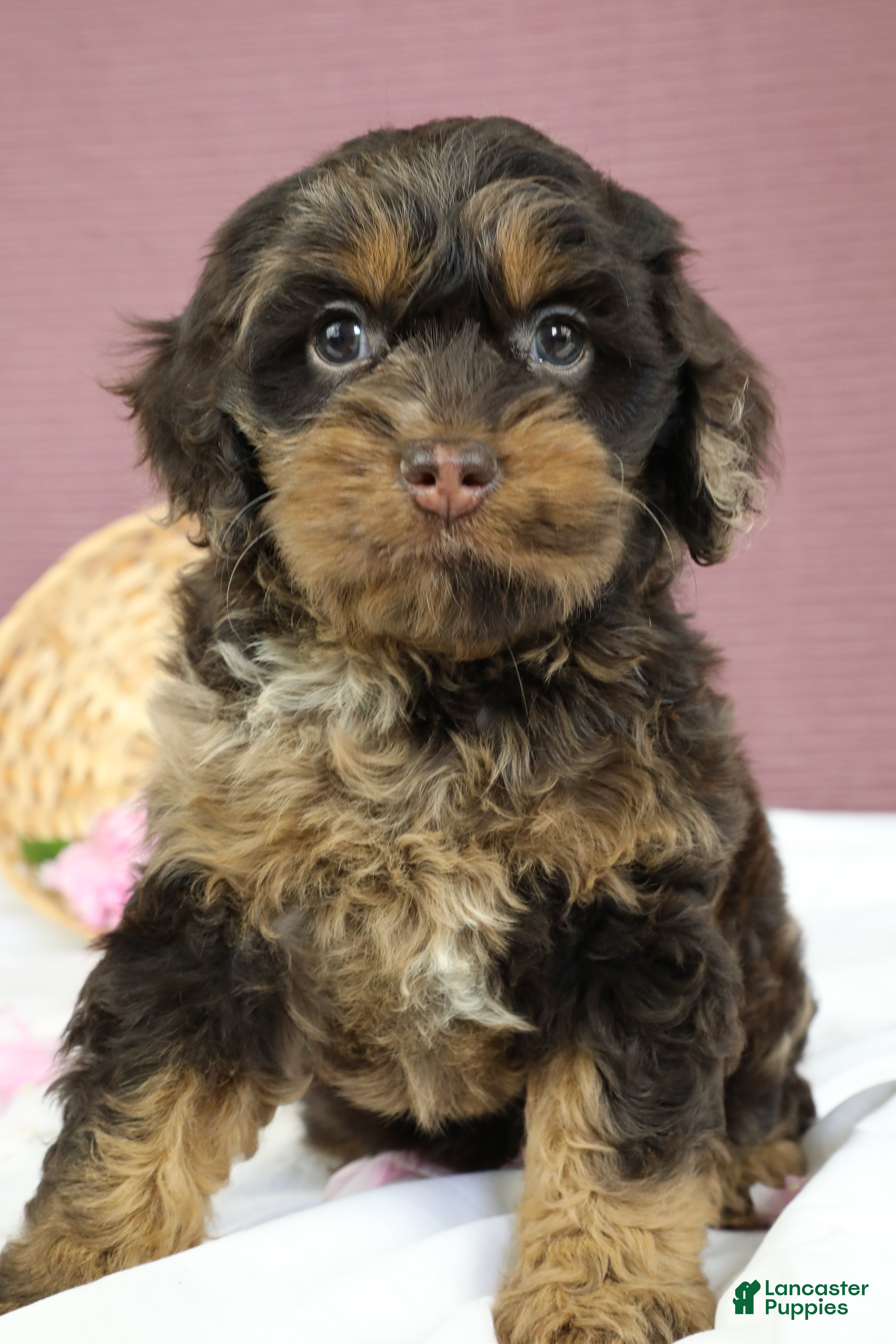 Cockapoo dogs Magdalena 🍓 - Ad 2