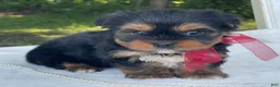 Yorkshire Terrier dogs for sale: Ritzy - Ad 3