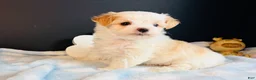 Morkie dogs for sale: Morkie 1 - Ad 5