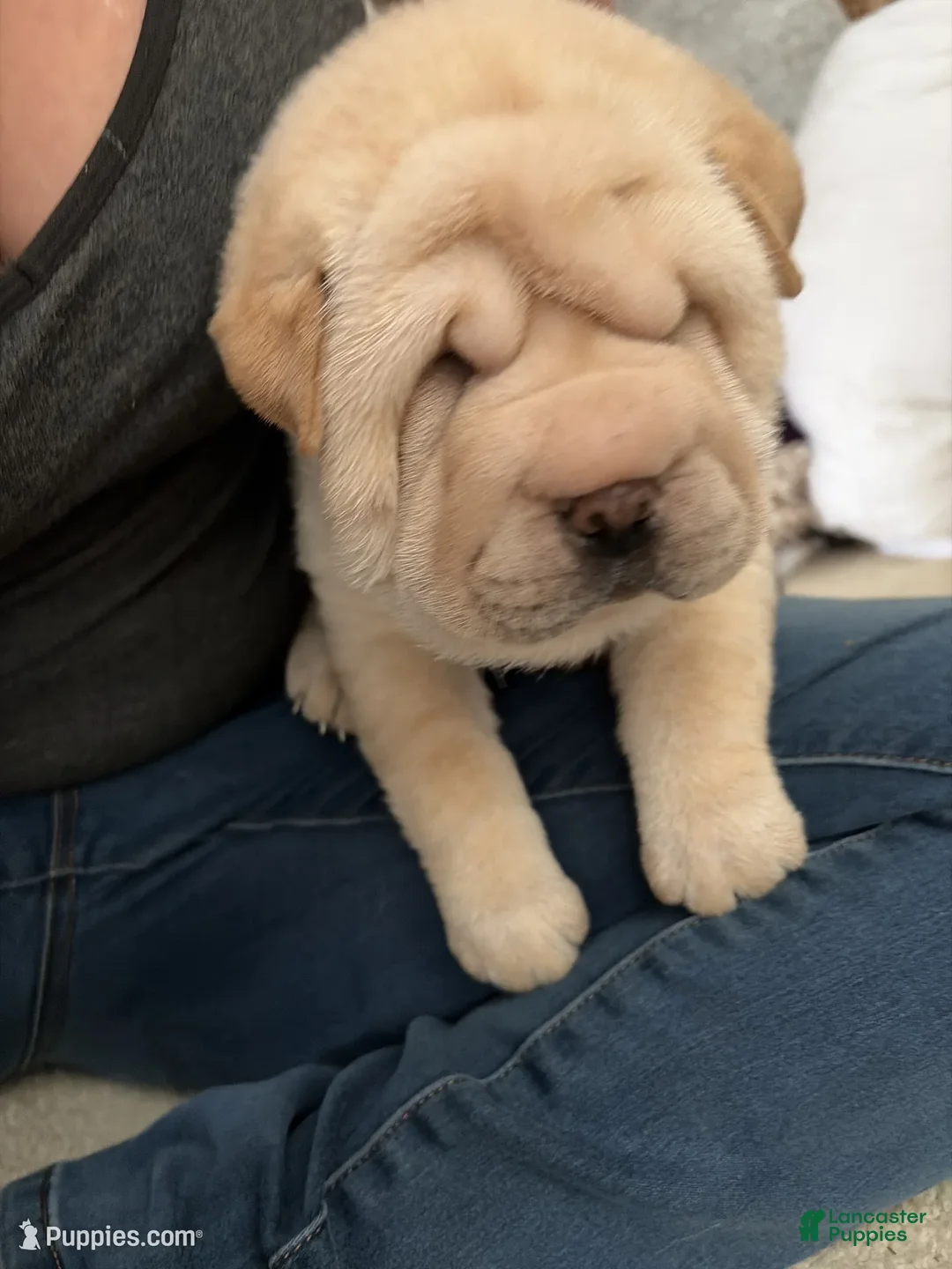 Shar Pei dogs for sale: Shar Pei Puppy 1 - Ad 2