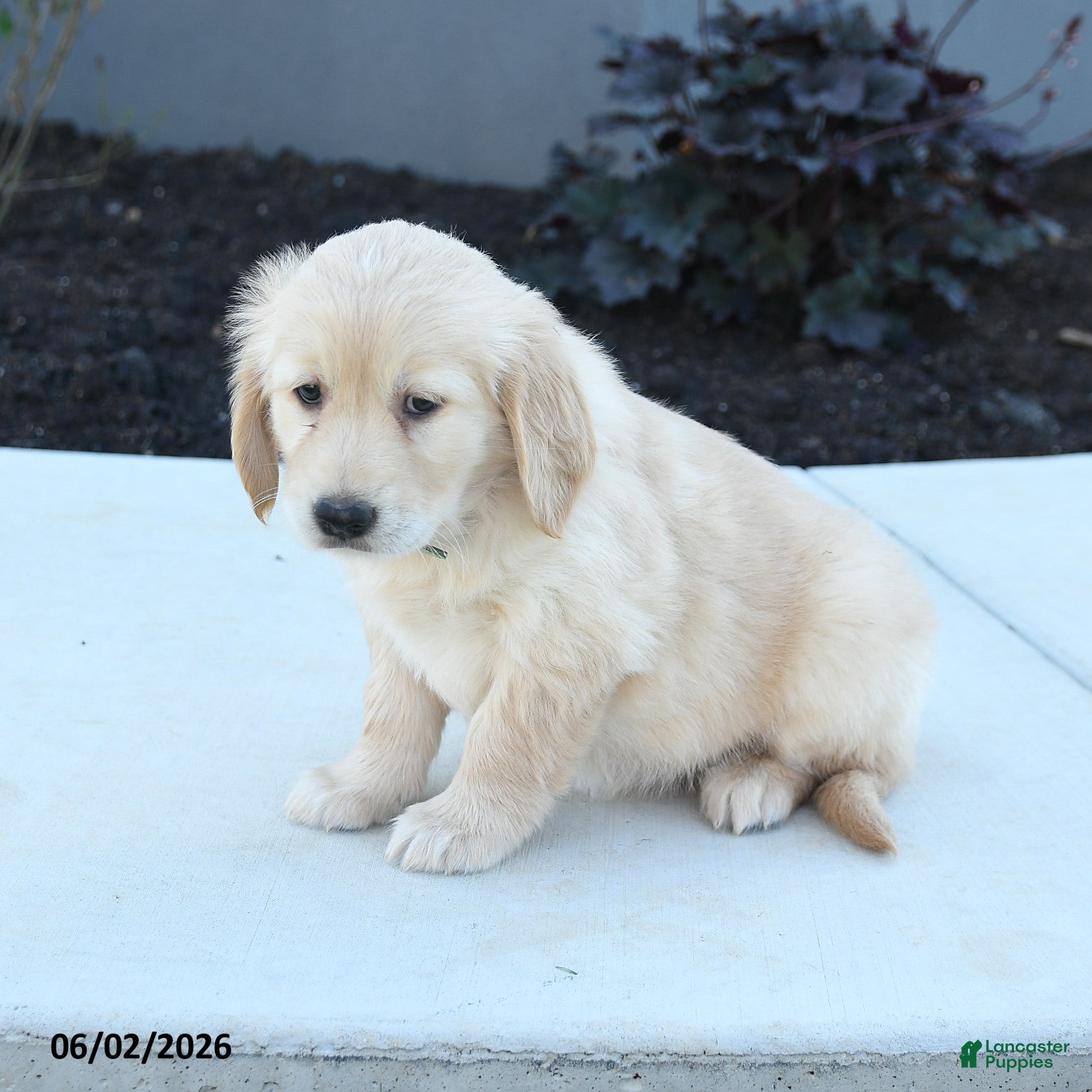 Golden Retriever dogs for sale: Willow - Ad 5