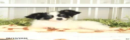 Papillon dogs for sale: Moss - Ad 8