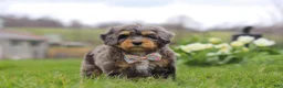 Mini Bernedoodle dogs for sale: Rose - Ad 4