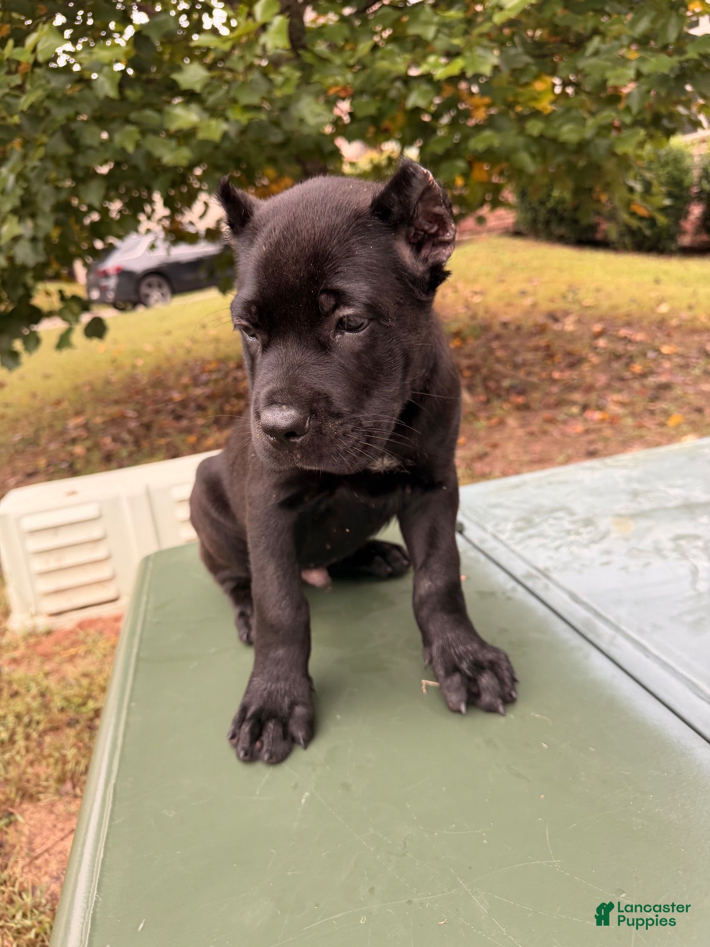 Cane Corso dogs Cane Corso 2 - Ad 2