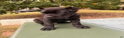 Cane Corso dogs for sale: Cane Corso 2 - Ad 2