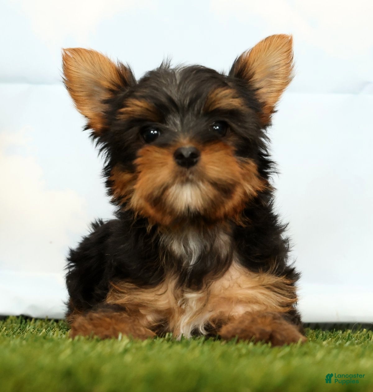 Yorkshire Terrier dogs Josie - Ad 1