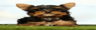 Josie