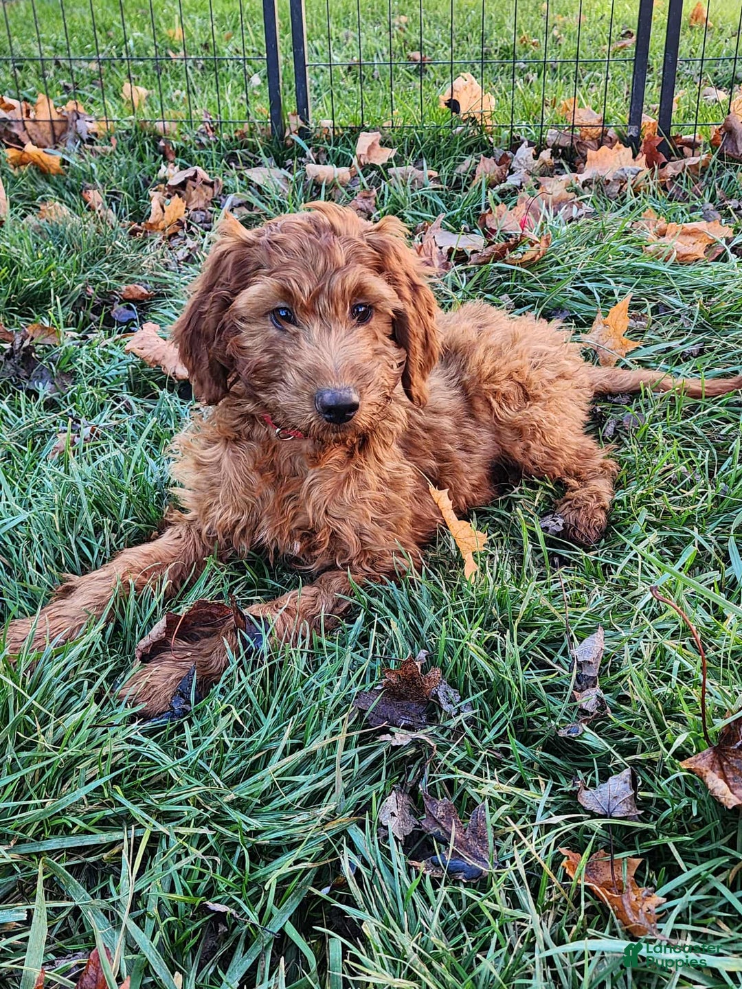 Irish Doodle dogs for sale: Murphy - Ad 3