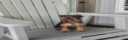Yorkshire Terrier dogs for sale: Pluto - Ad 13