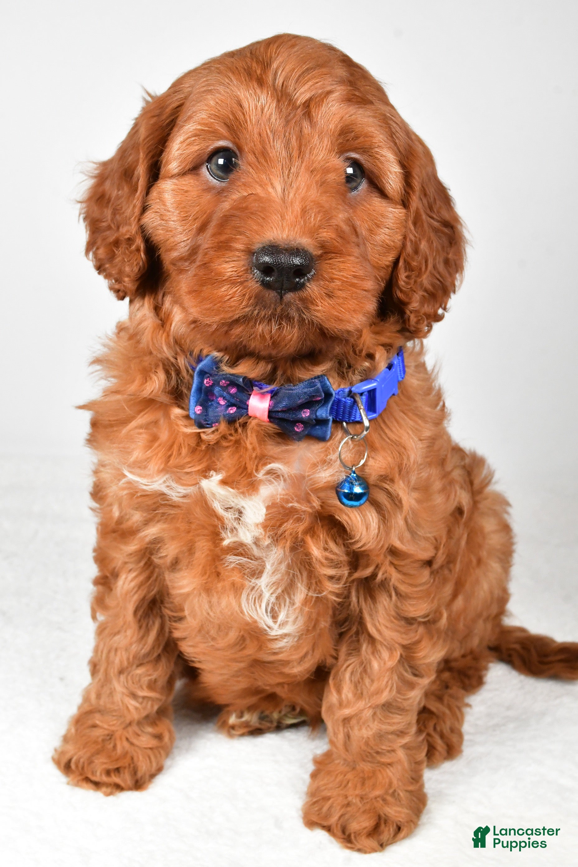 Cavapoo dogs Theodore - Ad 18