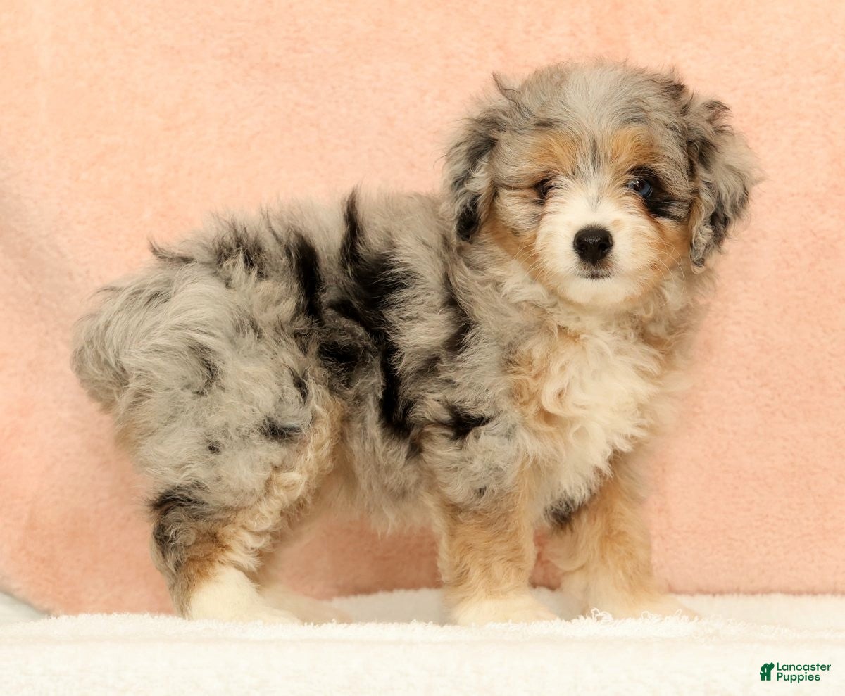 Mini Aussiedoodle dogs Megan - Ad 1