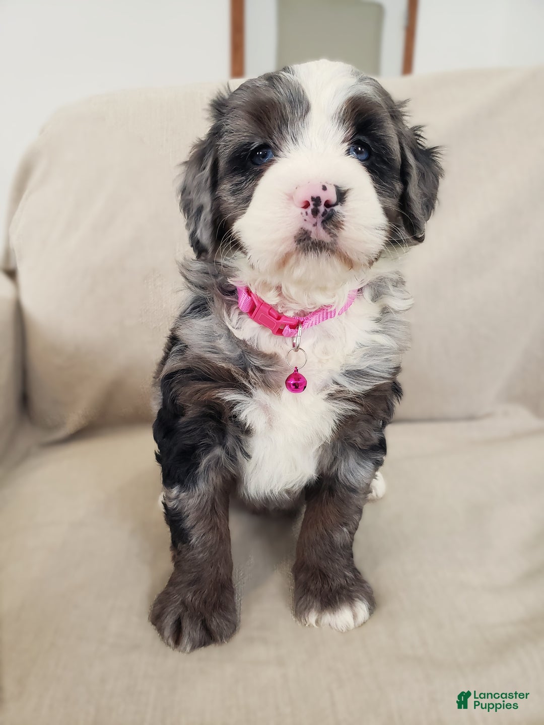 Mini Bernedoodle dogs for sale: Indie - Ad 2