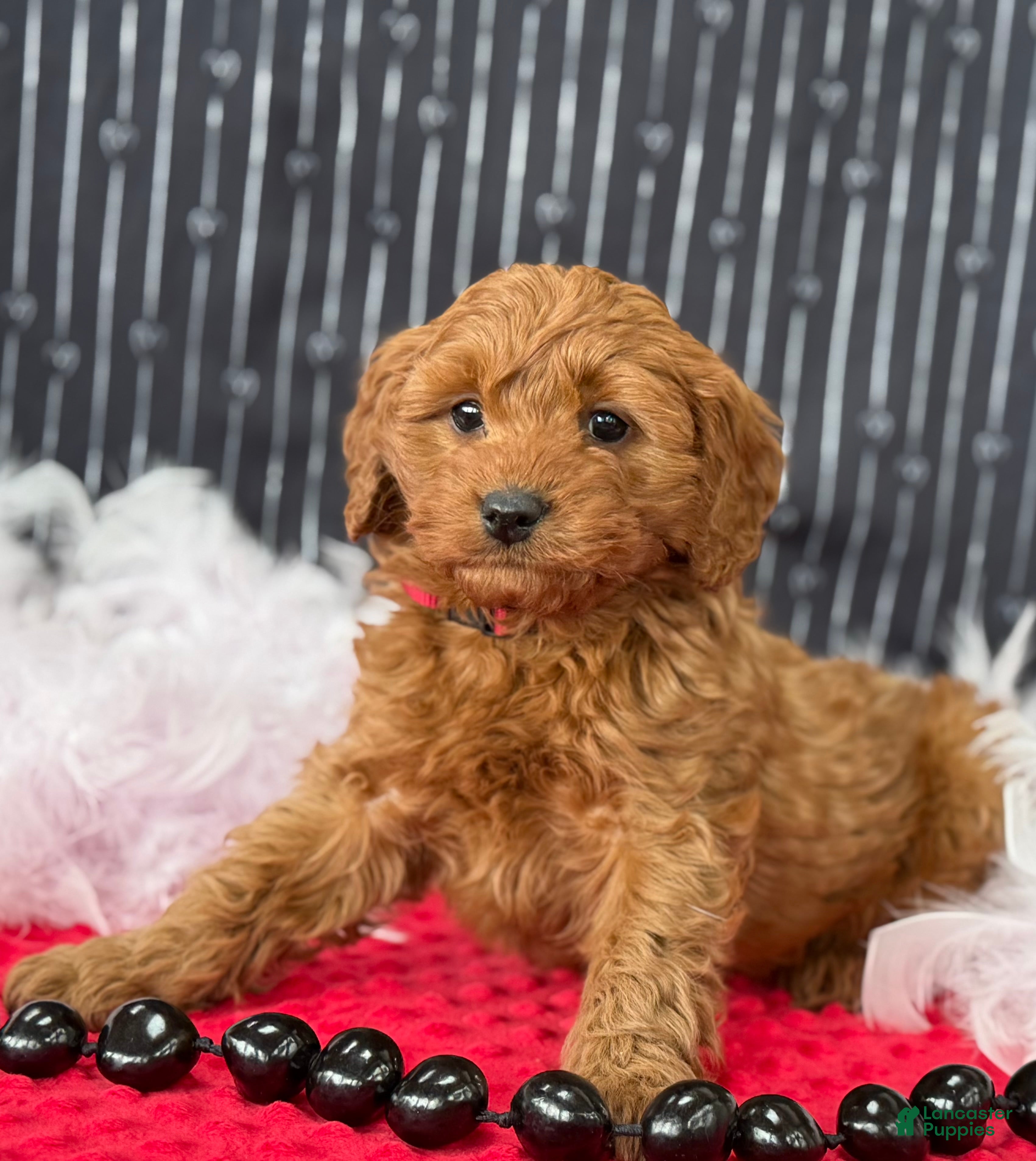 Cavapoo dogs Dallas - Ad 2