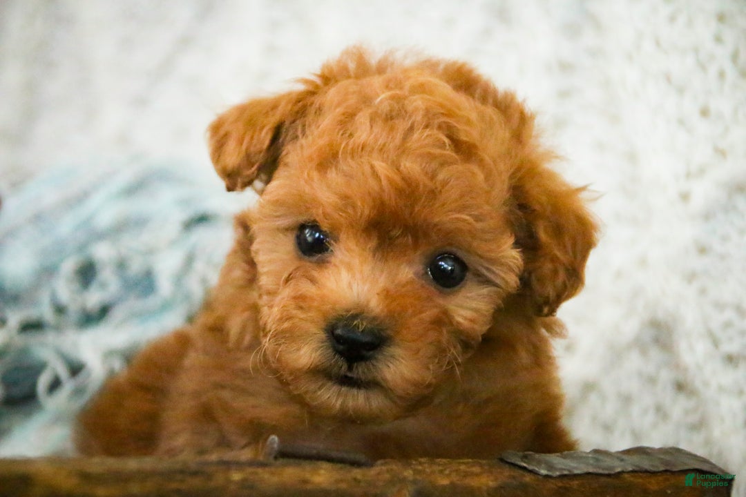 Miniature Poodle dogs for sale: Kermit - Ad 6